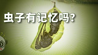 蝴蝶能记得自己是条毛毛虫吗？| 我是EyeOpener