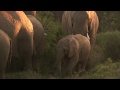 the elephant population problem