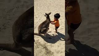 ఆస్ట్రేలియా 🦘 కంగారు AUSTRALIA NATIONAL ANIMAL