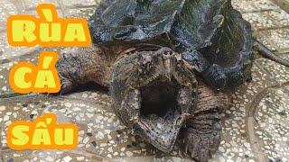 Rùa Cá Sấu Ngày Ấy và Bây Giờ - Alligator Snapping Turtle/ Vũ Lê Channel