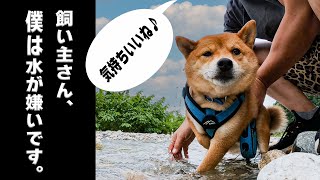 水が苦手な柴犬を海と川に連れていくとこうなります