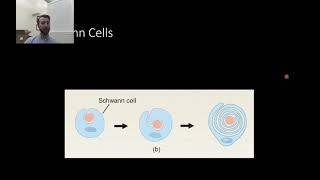 PSY210 Ch2 Pt2. Cells of the Nervous System: Glial Cells