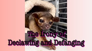 The Irony of Declawing and Defanging a Kinkajou