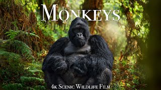 Monkeys & Primates 4K - Scenic Wildlife Film With Calming Music