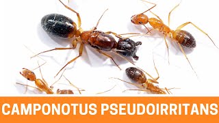 Présentation d'une espèce magnifique et agressive ! Camponotus pseudoirritans