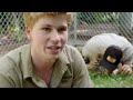 Robert Irwin Plays With Three Tiger Cubs!  Crikey! It's The Irwins
