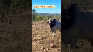 Outback Australian Cattle #tough #survivor #cattle #farming