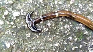 Hammerhead worm