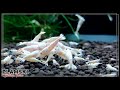 Snow White Shrimp