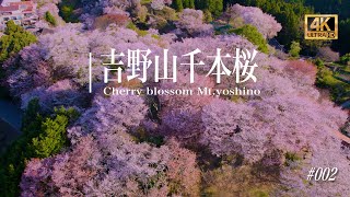 世界遺産奈良県吉野山千本桜Cherry blossom Mt.yoshino(4Kドローン映像/雰囲気作り/癒し動画/流し動画）