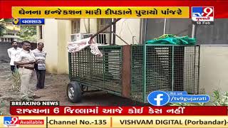 Valsad: Leopard entered residential area of Umargam, trapped by forest dept officials| TV9News