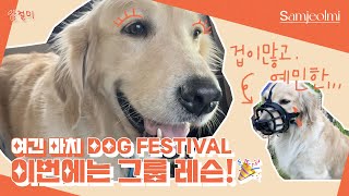 DOGLOG 🐶 ) 반려견 50마리?! 🐩🐕‍🦺🦮 보듬 그룹레슨 \u0026 산책하던 어느 날 🍃