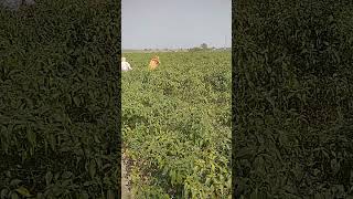 #farmers #working in the mirchi field#🌾🌾🌾