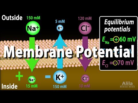 What forces promote Na+ leak into the cell?