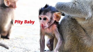 Poor Tiny Baby Monkey Who Falls from High Tree with Luckiness, Rany rescues with Pithiness
