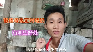 母兔生完小兔要锻炼母兔定时喂奶，看看有那些好处，小兔成活高