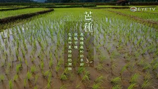 【EYE TV二十四節氣系列】茶韻-芒種