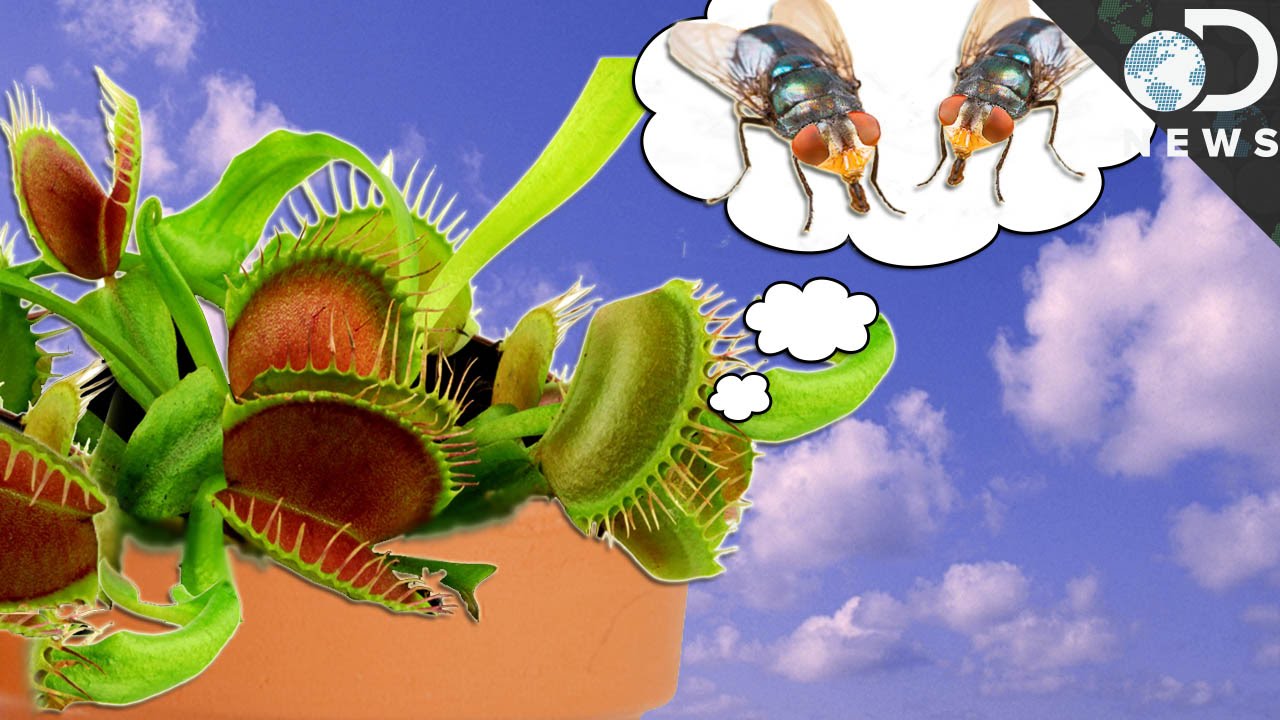 How Smart Are Plants Youtube