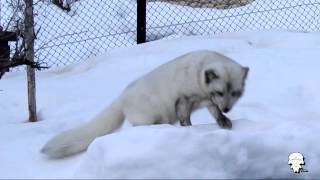 旭山動物園　2月のホッキョクギツネ