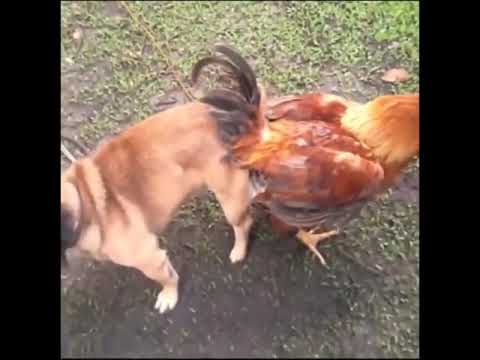 Animals Mating Different Animals Mating - YouTube