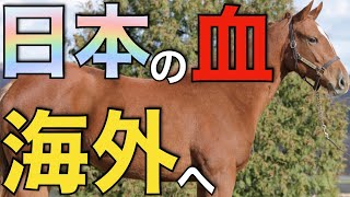 【爆買い】日本の優良牝系が続々と海外へ！？繁殖セールが驚きの結果に。