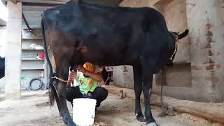 amazing cow milking fast 20 se 25 litre milk