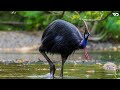 Kasuari dan Beberapa Spesies Burung yang Menakjubkan | #temantidur