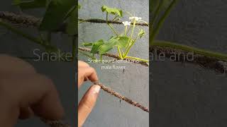 snake gourd/potlakaya female and male flower by Thiru's_world_by_thiru #flowers #female #male