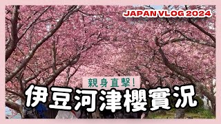 【2024河津櫻花祭實況】現場直擊賞櫻聖地：靜岡伊豆河津小鎮🌸