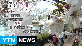 [날씨] 벚꽃, 남부 지고, 중부 활짝...주말 절정 / YTN