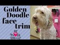 How to trim a Golden Doodle face