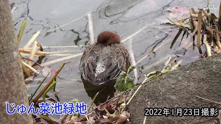 【4K】じゅん菜池・動き出すカモとぐっすり寝ているカモたち（2022年1月23日）