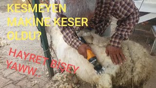 KOYUN KIRKMA  MAKİNASI İNCELEMESİ... KESMEYEN  MAKİNE  KESER OLDU