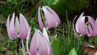 小串カタクリの里　高崎　Ogushi Japanese dog's tooth violet of Village Takasaki