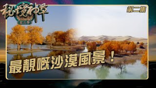 秘境神草 III｜最靚嘅沙漠風景｜塔克拉瑪干沙漠｜紀錄片