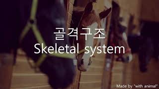 골격계  Skeletal system