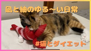 #猫とダイエット 最近お腹がぽっちゃりしてきたと話題の猫にダイエットしてもらいました。