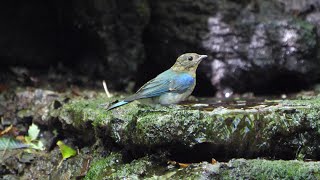 山中湖 大洞の泉のオオルリ（雄・幼鳥）の水浴び　その２６（4K60P動画）