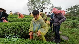 卓越新竹行道會｜家庭日｜採茶