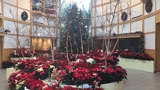 Cleveland Botanical Garden Christmas Tree Display