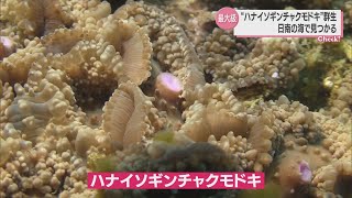 国内最大規模　日南市の海で「ハナイソギンチャクモドキ」の群生見つかる