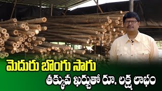 Farmer Earns Profits on Bamboo Cultivation || Most Profitable Crops || SumanTV Rythu