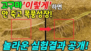 고구마 '이것' 해서 심었더니 안 죽고 뿌리가 쑥쑥 자란다 놀라운 실험결과 공개