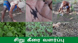 சிறு கீரை வளர்ப்பு | Keerai Valarpu in Tamil | Siru Keerai | Tips to grow Siru Keerai in Tamil