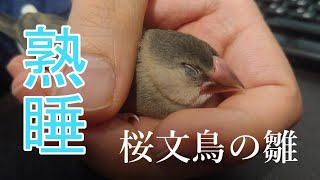 飼い主の手の中で熟睡する桜文鳥のヒナ