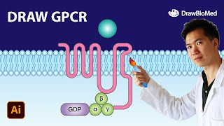 Draw GPCR G protein-coupled receptor | Graphical abstract | Scientific illustration