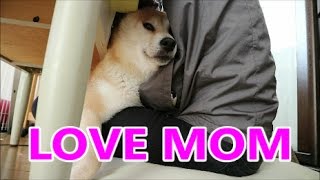 柴犬小春　お母さん大好きLOVE MOM5　後半、【ASMR】朝食EOS  M3撮影