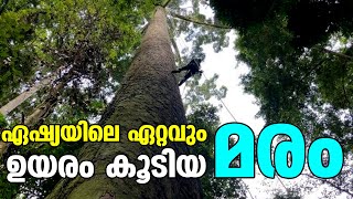 ഏഷ്യയിലെ ഏറ്റവും ഉയരം കൂടിയ മരം | Asia Tallest Tree