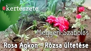 Rózsa rendelés - Rosa 'Agkon' - Rózsa ültetése - Megyeri Szabolcs online Kertészet Buda