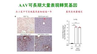 腺相關病毒載體核心設施